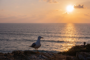 Wall Mural - un gabbiano sole si tramonta nel mare