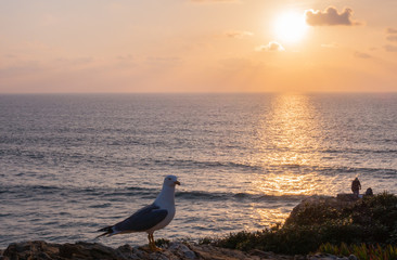 Canvas Print - un gabbiano al tramonto