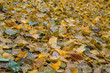 © Azahara MarcosDeLeon - Colorful ginkgo biloba autumnal fallen leaves