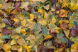 © Azahara MarcosDeLeon - Ginkgo biloba autumnal colorful fallen leaves