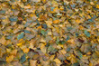 © Azahara MarcosDeLeon - Ginkgo bilova colorful fallen leaves in autumn