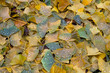 © Azahara MarcosDeLeon - Ginkgo bilova fallen leaves in autumn