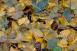 © Azahara MarcosDeLeon - Ginkgo biloba autumnal fallen leaves background