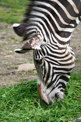 Wall Mural - Zebra eating green grass outside in paddock.