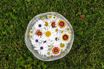 Wall Mural - Flowers blooming daisy chamomile in pot on green grass background, top view