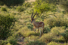 Young Female Antelope In The Savannah Of Samburu Park In Central Kenya