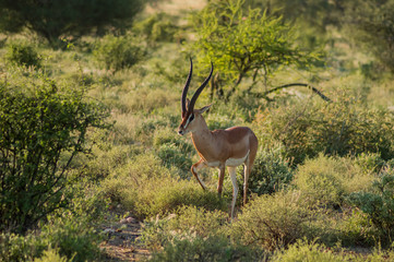 Wall Mural - Young female antelope in the savannah of Samburu Park in central Kenya