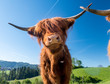 hairy Scottish highland cattle on a green meadow in switzerland