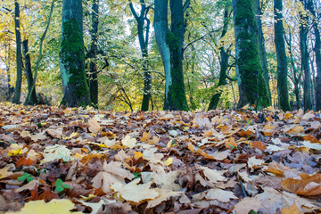 Wall Mural - fallen leaves in the forest on autumn day