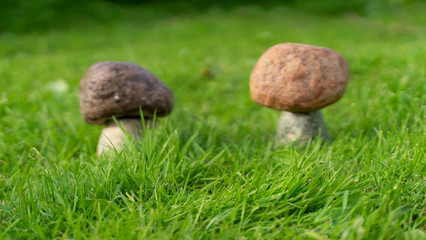 boletus mushrooms in forest on green grass background. garden decorations. copy space.