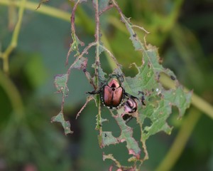 Sticker - Japanese Beetle