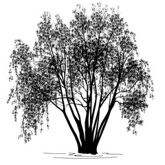 willow (salix alba l.) silhouette with leaves in the summer