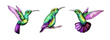 Small Hummingbird Set. Exotic Tropical Colibri Bird. Golden Emerald Feathers