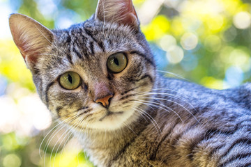 Canvas Print - Close-up de gato