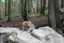 Young Barbary Apes On The "Monkey Mountain" In Salem, Lake Constance Germany