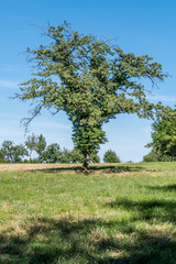 Canvas Print - Alte Obstbäume im Feld