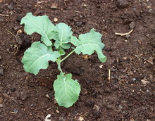Young Cabbage Cauliflower Seedling Growing In Wet Earth Soil. Country Gardening.