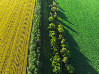 Beautiful green and yellow rapeseed meadow in a rural landscape, in summer day