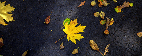 Fototapete - Bright yellow fallen autumn leaves on asphalt in the rays sunlight. Seasonal natural background. Nature on outdoors, panoramic banner