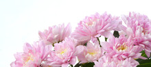 Pink Chrysanthemum; Asters  Flower. Nature Background.