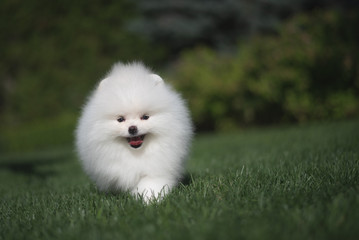 Wall Mural - Little beautiful funny white dog German spitz puppy on green grass runs plays and sits