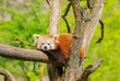 red panda resting on the tree