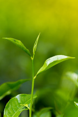  Tea leaves in Fresh Garden.
