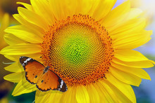 Sunflower And Butterfly In Sunny Day