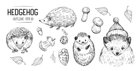 Wall Mural - sketches of hedgehog. hand drawn illustrations converted to vector