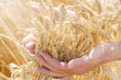A bunch of ripe wheat ears in hands on field. Harvest concept