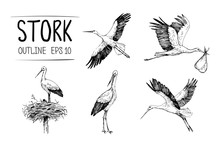 Sketch Of Stork Illustrations. Hand Drawn Illustrations Converted To Vector
