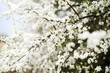 © Cavan Images - Cherry blossoms trees in spring