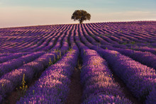 Splendid Lavender Field