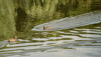 Two ducks swimming in a lake Landscape