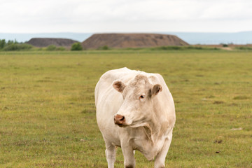 White brown cow standing in a green field perfect picture for dairy farm advertisement