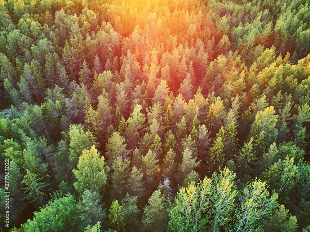Scenic top down view of mixed forest in Finnish countryside - obrazy, fototapety, plakaty 