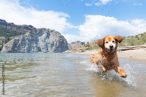 how fast can a golden retriever run