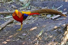 View Of A Golden Pheasant Multicolored Bird (Chrysolophus Pictus)