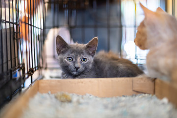 Closeup portrait of two gray and ginger kittens, domestic stray abandoned cats in cage shelter waiting for adoption behind bars