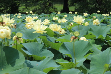 Canvas Print - Lily Covered Lake 2019 (Forest Park)