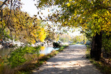 Fototapeta Sawanna - Empty trail path during autumn Potomac river in Great Falls, Maryland with colorful foliage and fallen leaves on road by canal