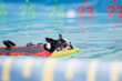Boston Terrier Dog Swimming with a Life Vest