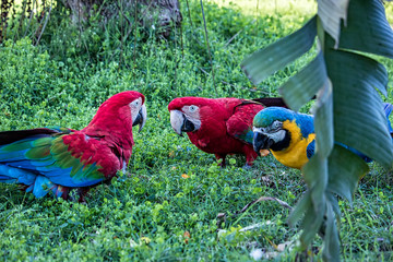 Red macaws and blue and yellow macaw eating fruit on the ground