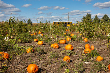 orange pumpkin patch with orange school bus going down the back country road