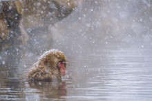 Snow Monkey (Japanese Macaques) Bathe In Onsen Hot Springs While Snow Fall In Winter At Jigokudani Monkey Park, Nagano, Japan