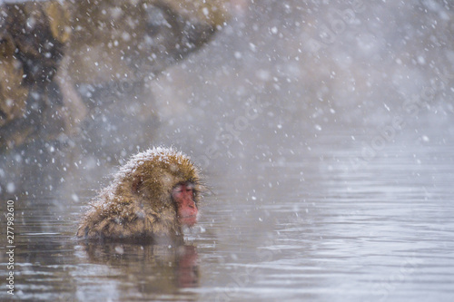 Cuadros en Lienzo Snow monkey (Japanese Macaques) bathe in onsen hot springs while snow fall in wi