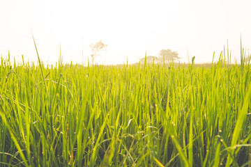 Green wheat field with morning light