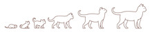 Stages Of Cat Growth Set. From Kitten To Adult Cat. Animal Pets. Pussy Grow Up Animation Progression. Pet Life Cycle. Outline Contour Line Vector Illustration.