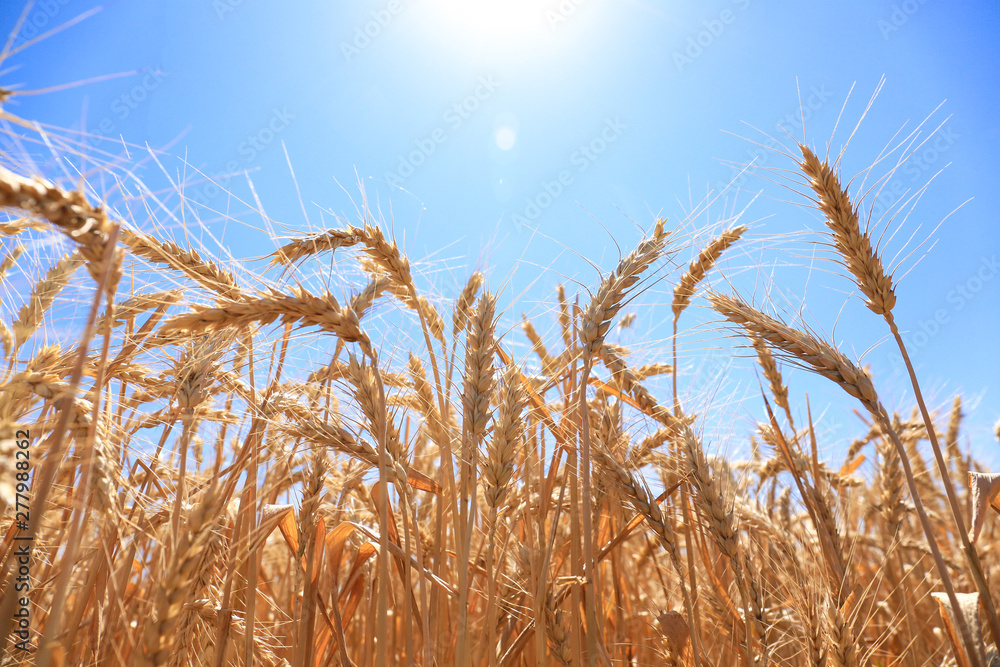 Wheat spikelets in field on sunny day