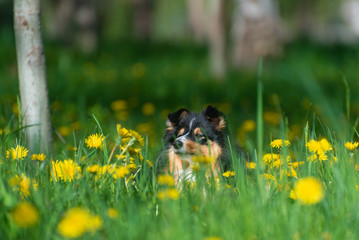 Wall Mural - Beautiful Sheltie Scottish Sheepdog in a park with a tree and dandelion flowers